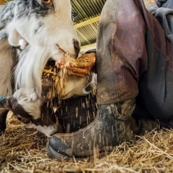 Schneestiefel Muck Boot Arctic Sport II Tall Schwarz Schwarz Damen -Regenstiefel Geschäft AS2T 000ArcticSportIIgoat